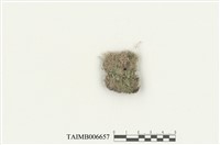 藏品(瓦氏指葉蘚)的圖片